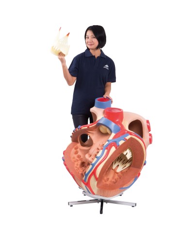 Giant Heart, 8 times life size